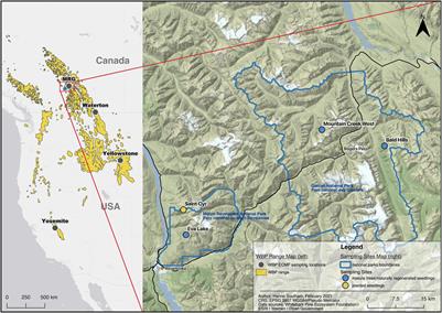 Characterizing the Ectomycorrhizal Fungal Community of Whitebark Pine in Interior British Columbia: Mature Trees, Natural Regeneration and Planted Seedlings